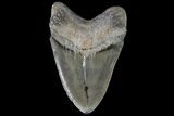 Huge, Megalodon Tooth - Georgia #76471-1